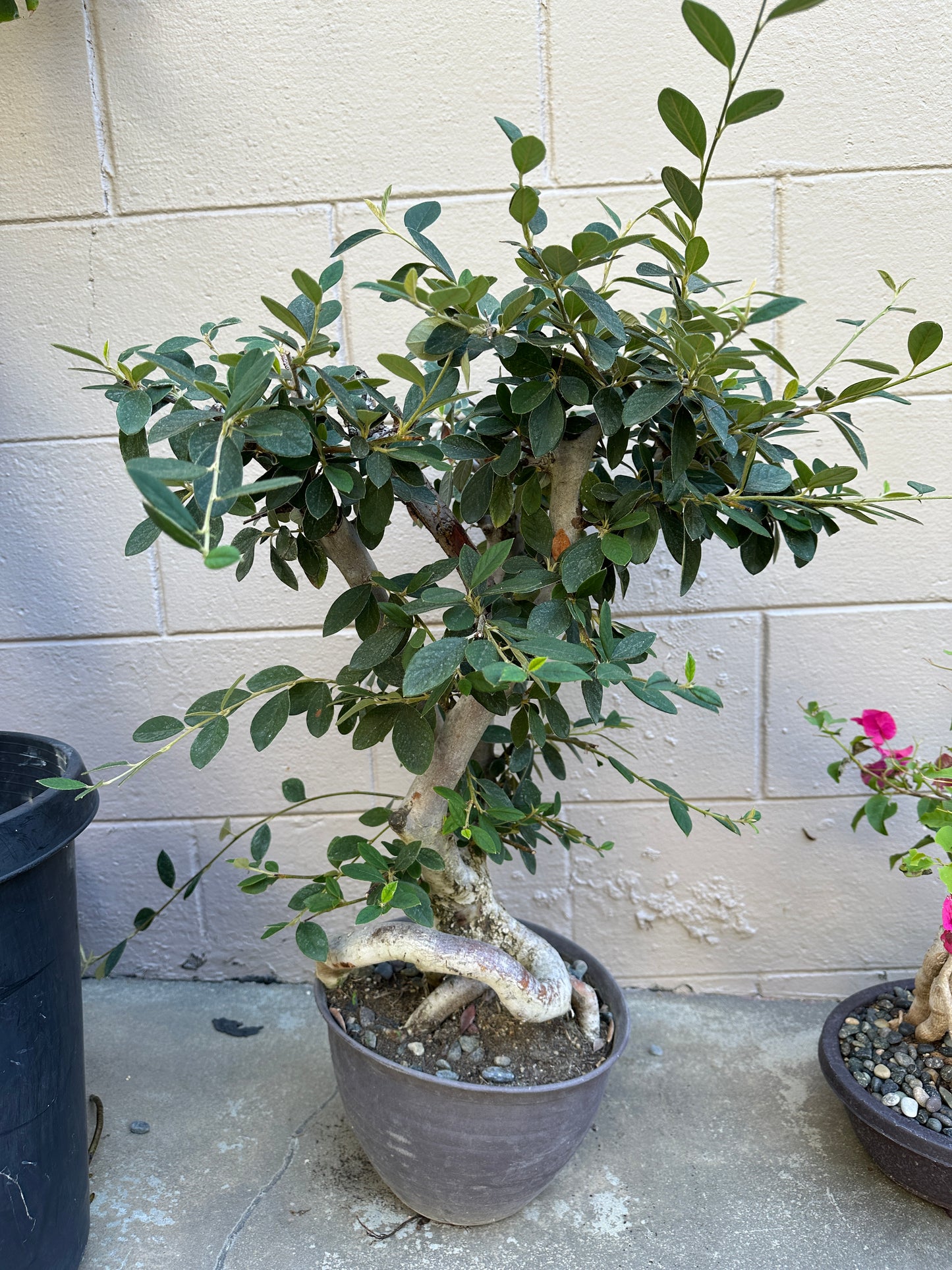 Fukien tea bonsai